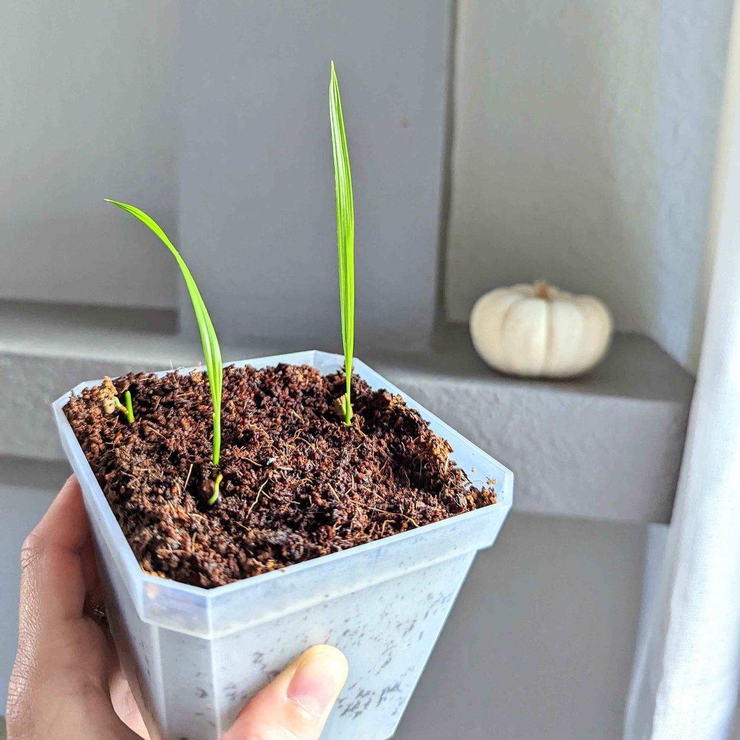 Phoenix Robelenii 'Pygmy Date Palm' Seeds