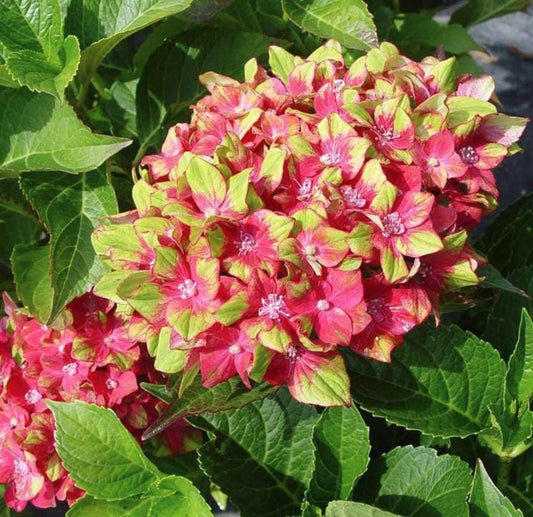 Pistachio Hydrangea Seeds - Beautiful Attractive Showy and Hardy Perennial Flowers