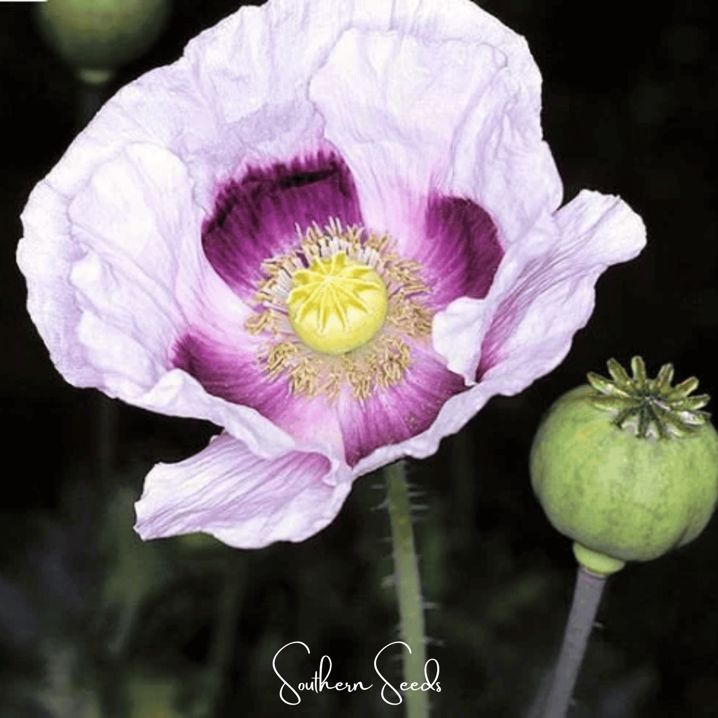 Purple poppy flower with a yellow center and green seed pod on a dark background.