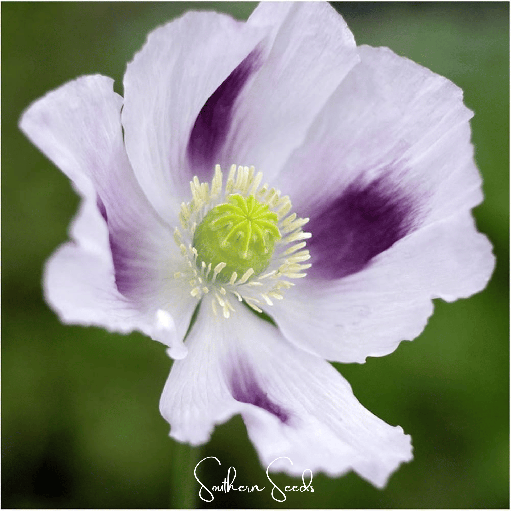 White Poppy flower with purple spots on a green background, featuring the brand 'Southern Seeds'.