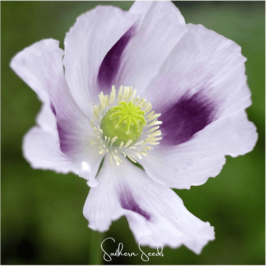 White Poppy flower with purple spots on a green background, featuring the brand 'Southern Seeds'.