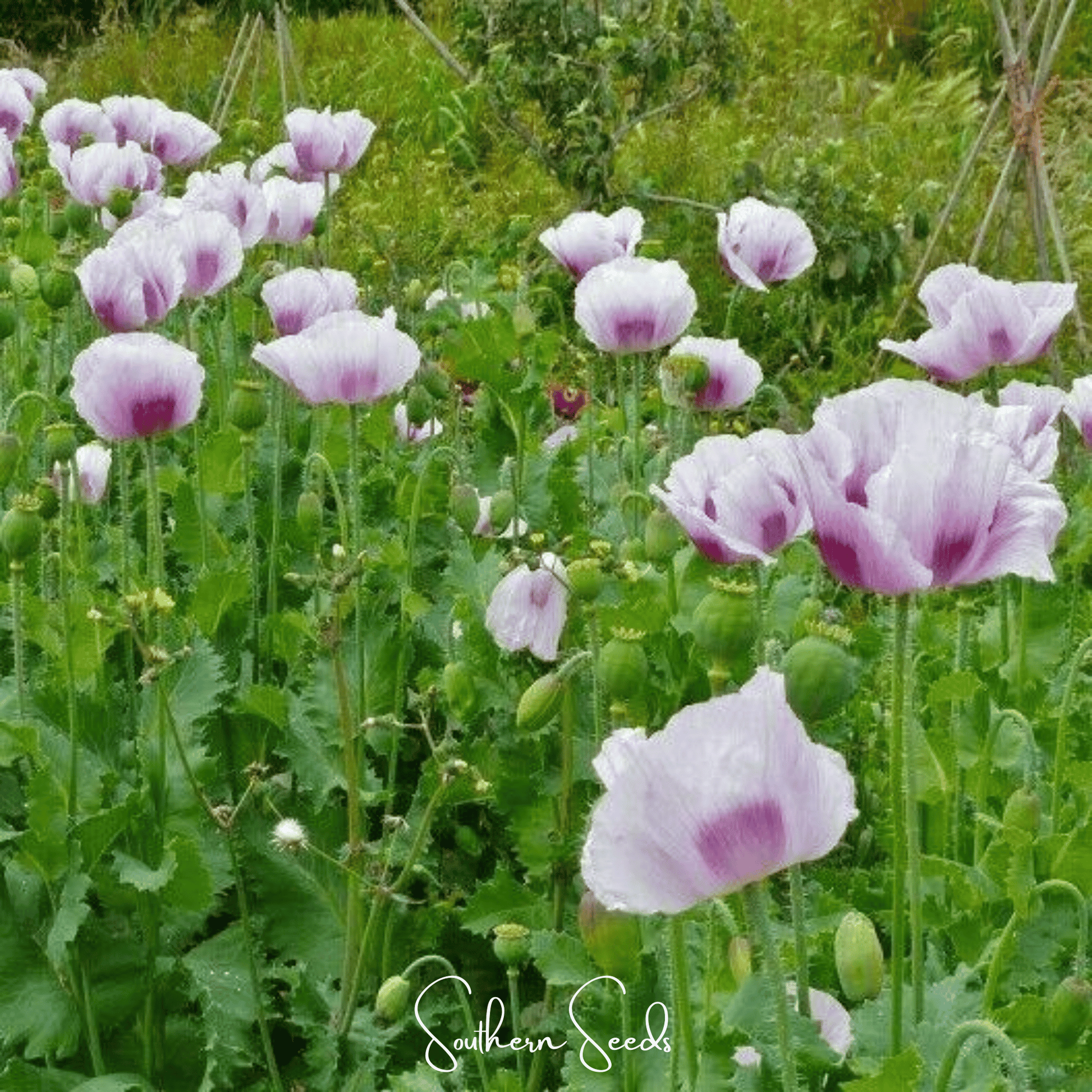 Pink poppies in a field with 'Southern Seeds' branding.