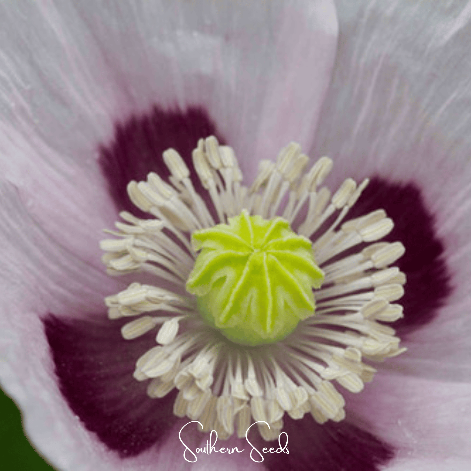 Close-up of a flower with a central yellow structure and pink and purple petals.