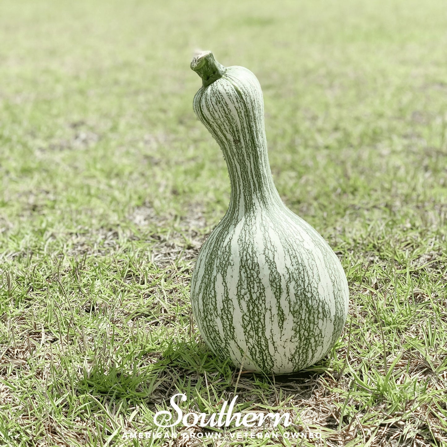 Cushaw Green Striped Pumpkin – 25 Seeds