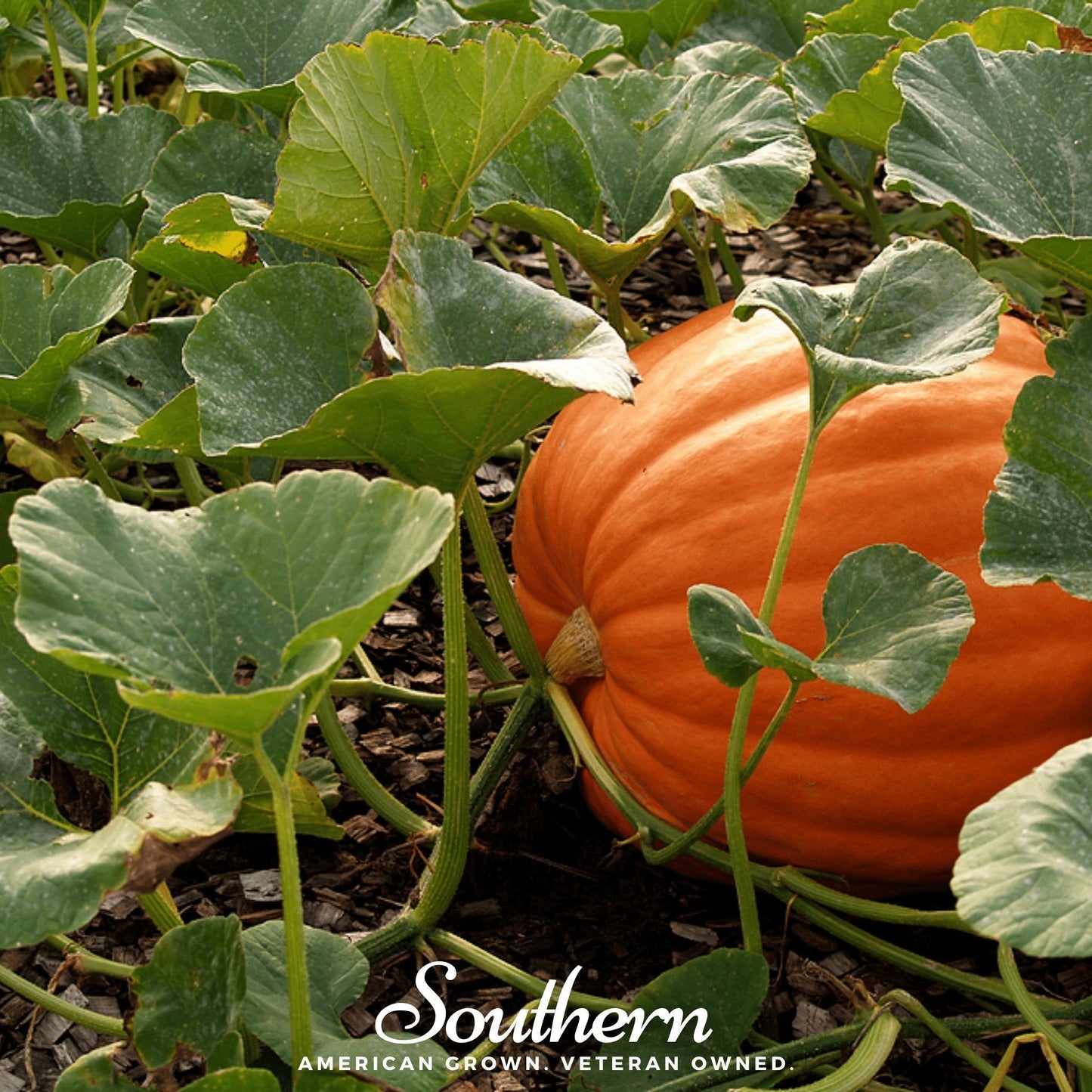 Orange pumpkin growing among green leaves with 'Southern' branding.