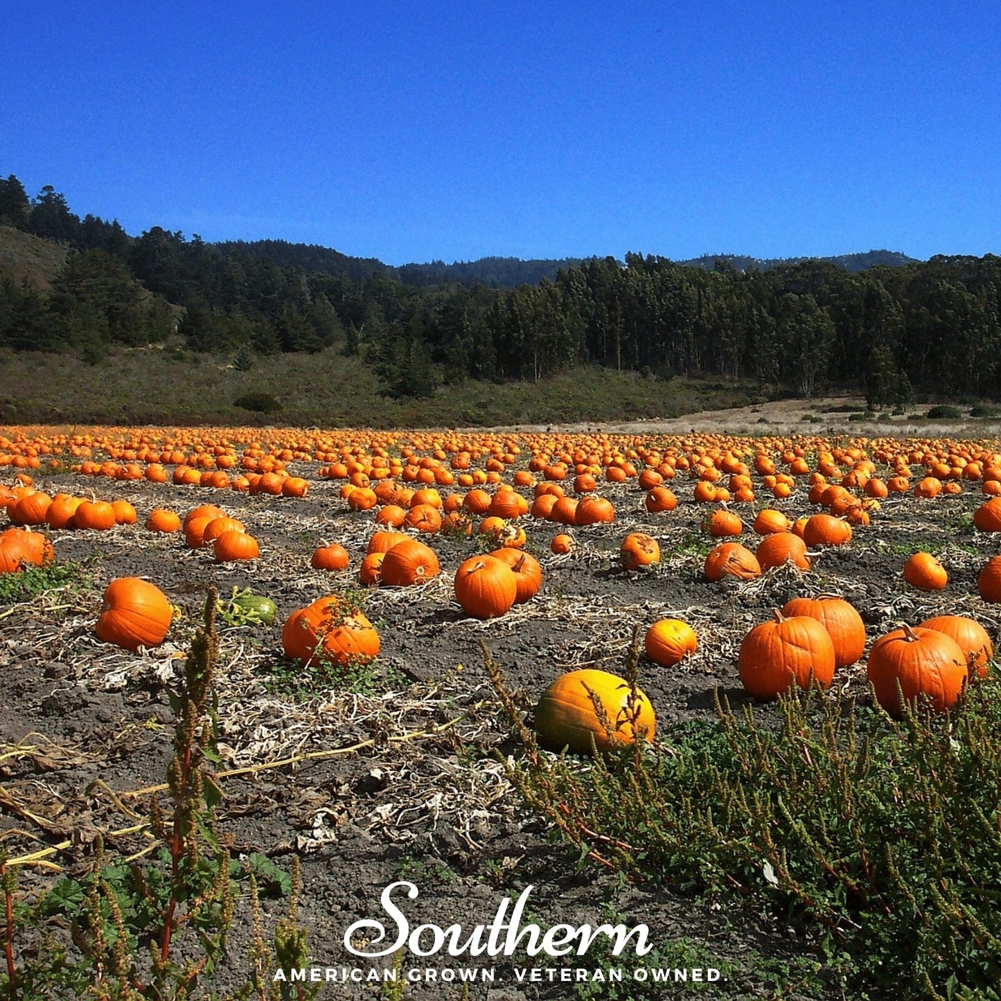 Pumpkin patch with rows of pumpkins under a clear blue sky.
