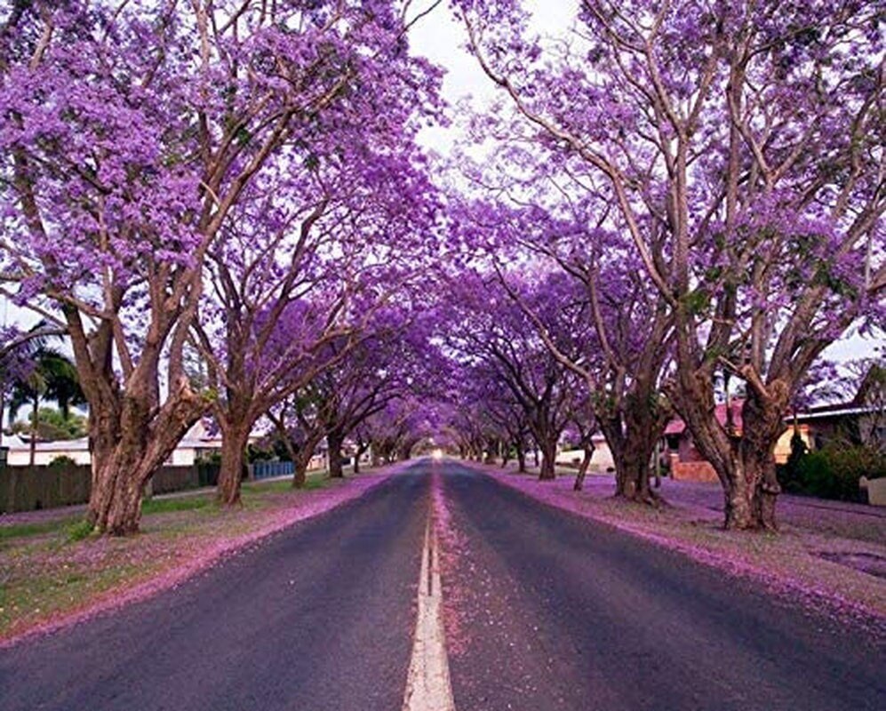 Purple Jacaranda - 20 Seeds - Mimosifolia Purple Flowers Tree