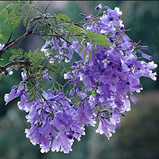 Purple Jacaranda - 20 Seeds - Mimosifolia Purple Flowers Tree