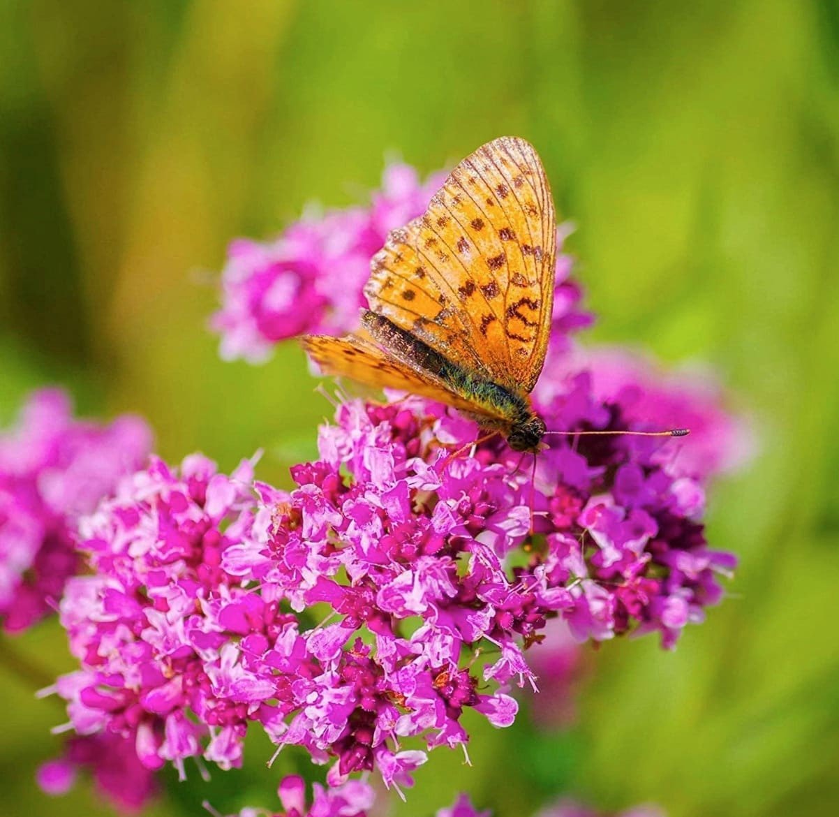 Butterfly on a pink creeping thyme flower with a blurred green background