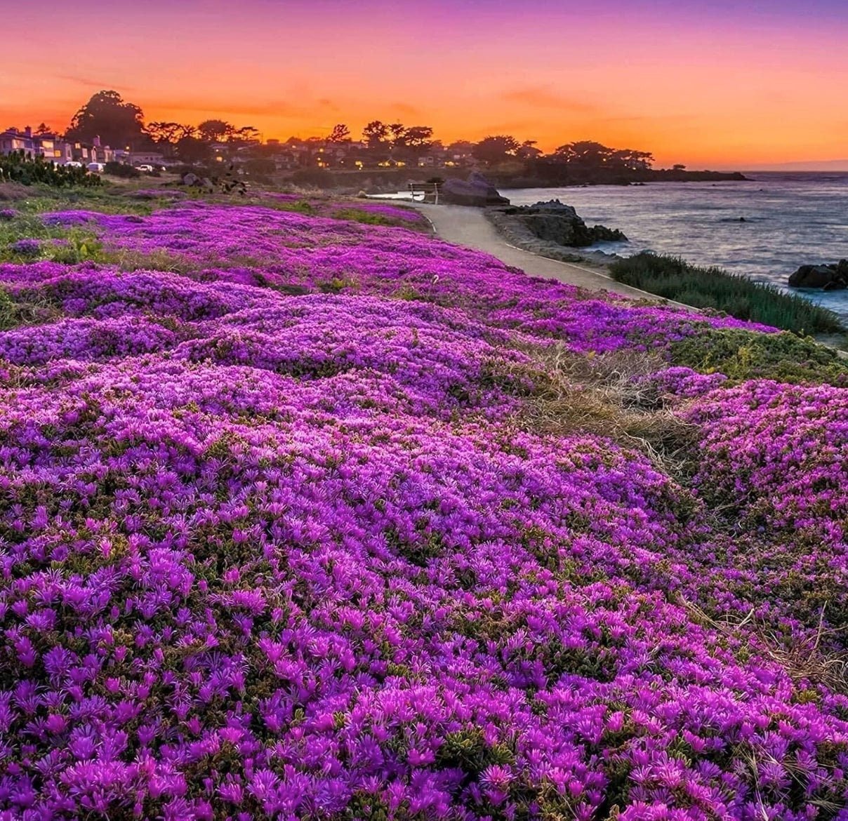 Purple creeping thyme flower field leading to a sunset over the ocean