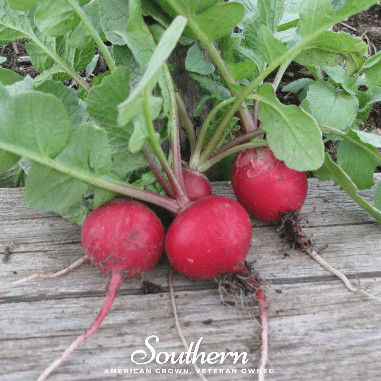 Three red radishes with green leaves on a wooden surface, branded 'Southern'.