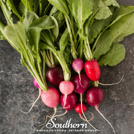 Easter Egg Radish – 250 Seeds