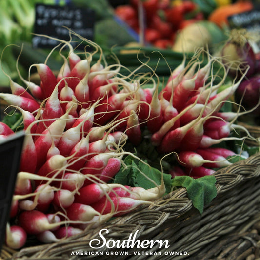 French Breakfast Radish – 250 Seeds