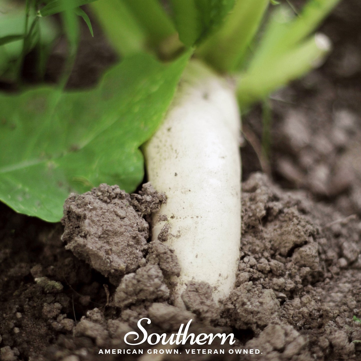 White radish emerging from soil with green leaves, branded 'Southern'.