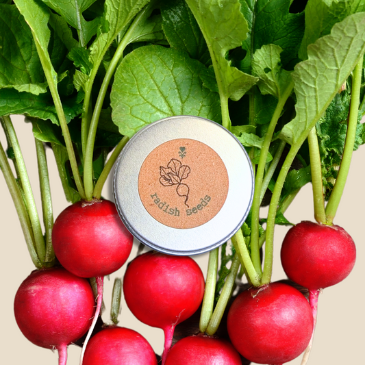 Red radishes with a tin labeled 'radish Seeds' on a beige background