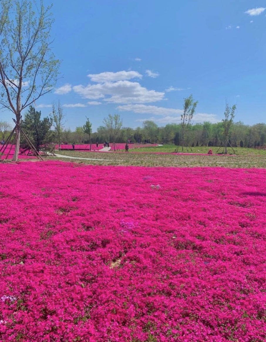 Field of pink creeping thyme flowers under a clear blue sky with trees in the background.