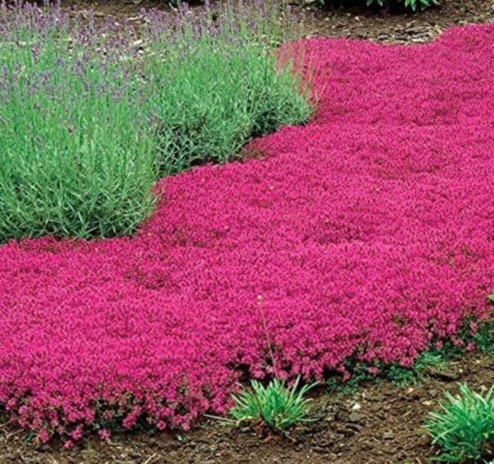 Pink ground cover and lavender thyme plants in a garden setting