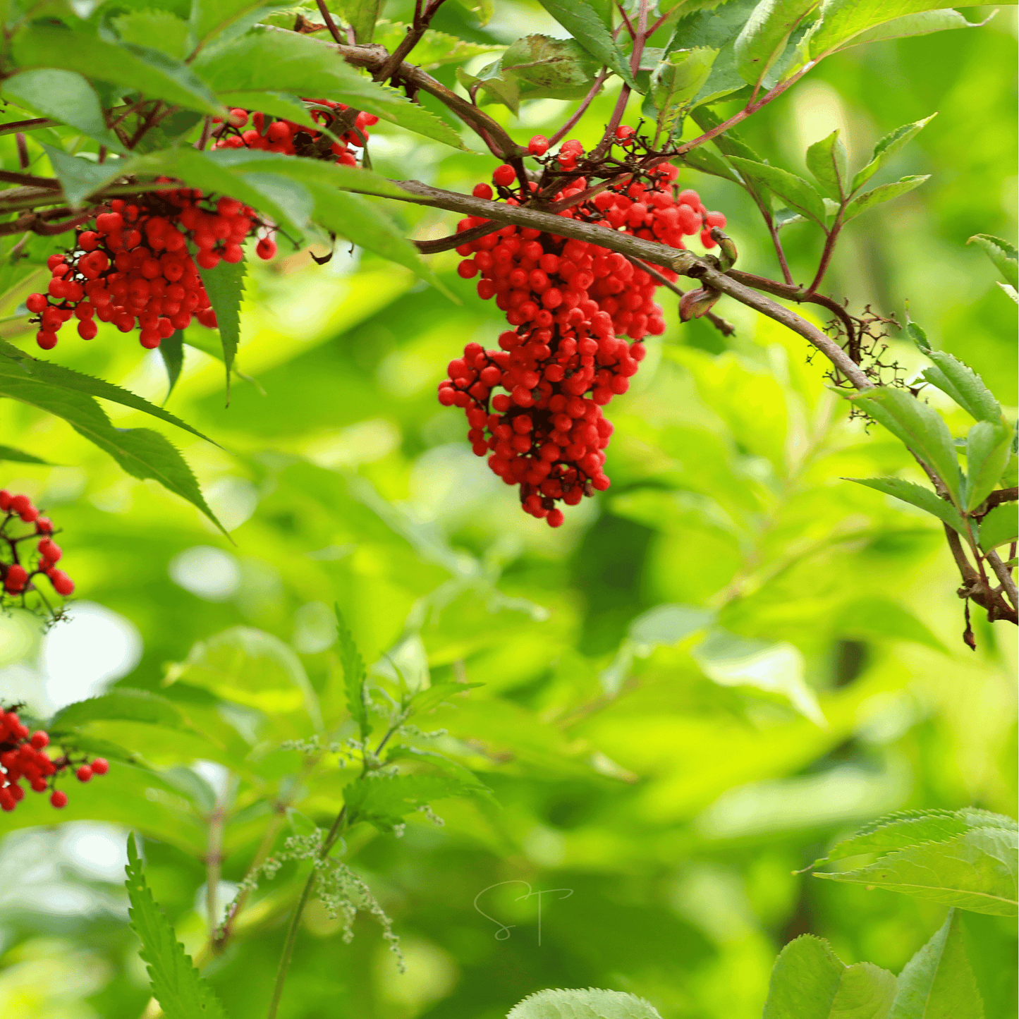 Red elderberries on a branch with green leaves