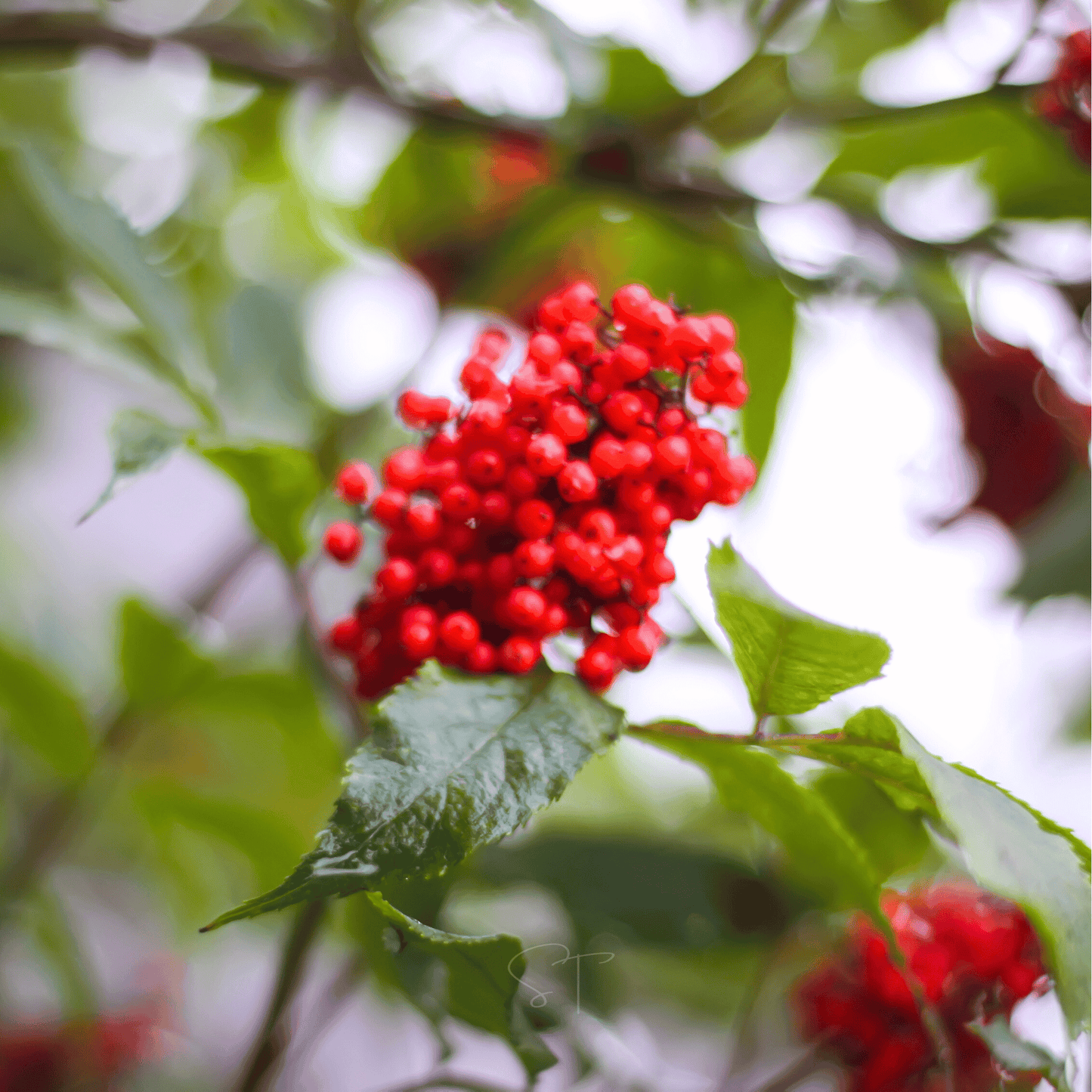 Close-up of red elderberries on a green leafy branch