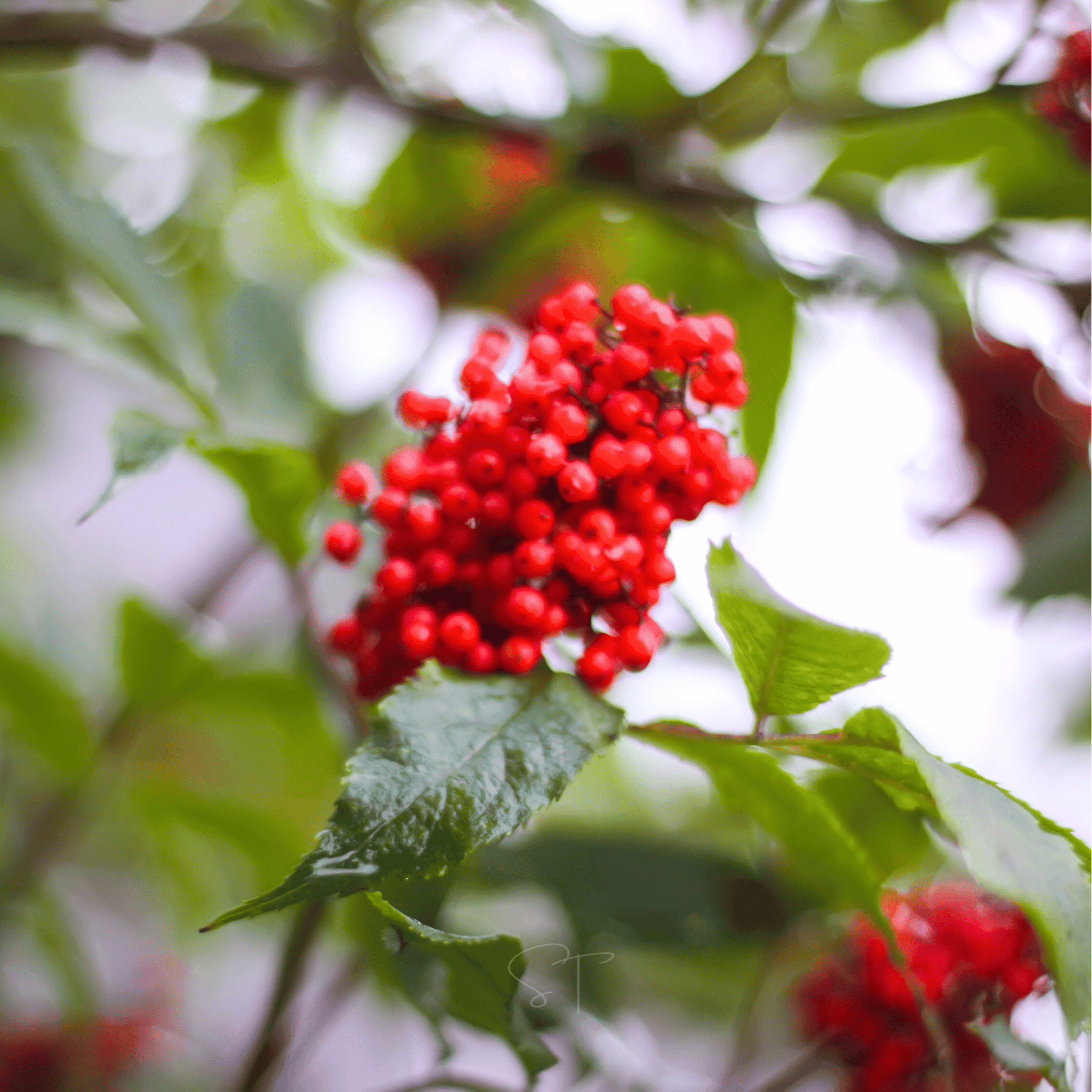 Close-up of red elderberries on a green leafy branch