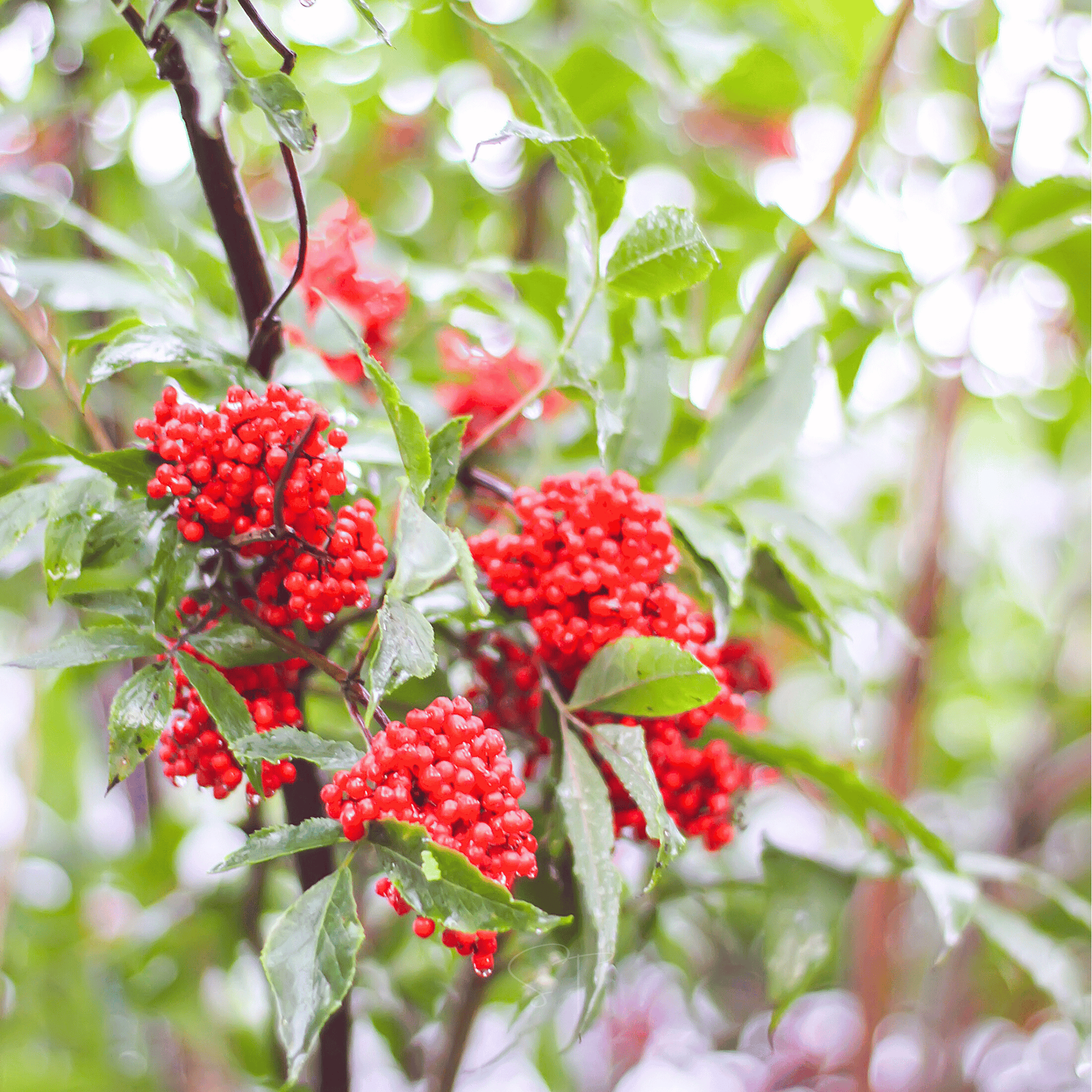 Red elderberries on a green bush with a blurred background