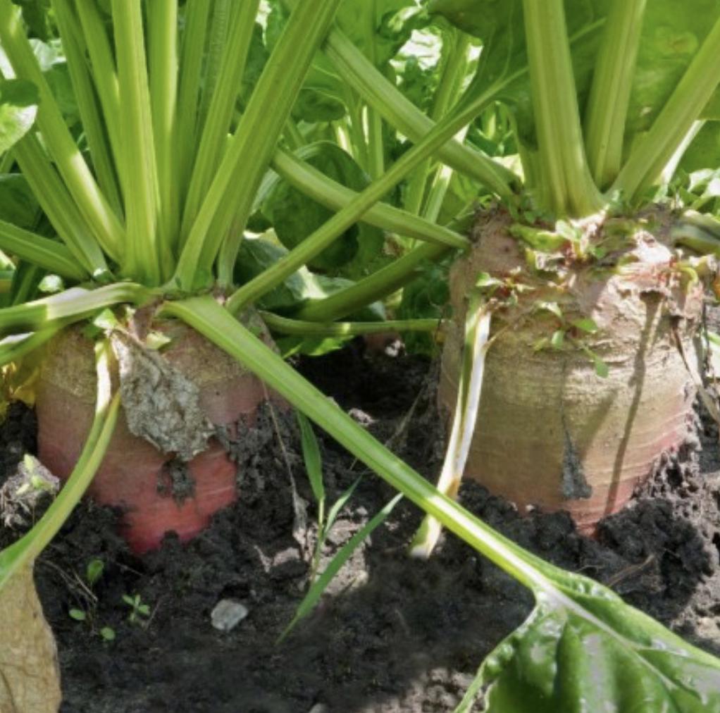 Close-up of beets growing in soil with green leaves.