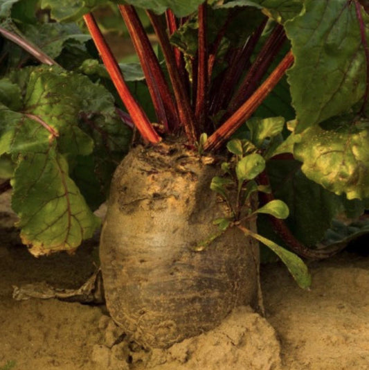 Close-up of a beet with green leaves and red stems on a sandy background