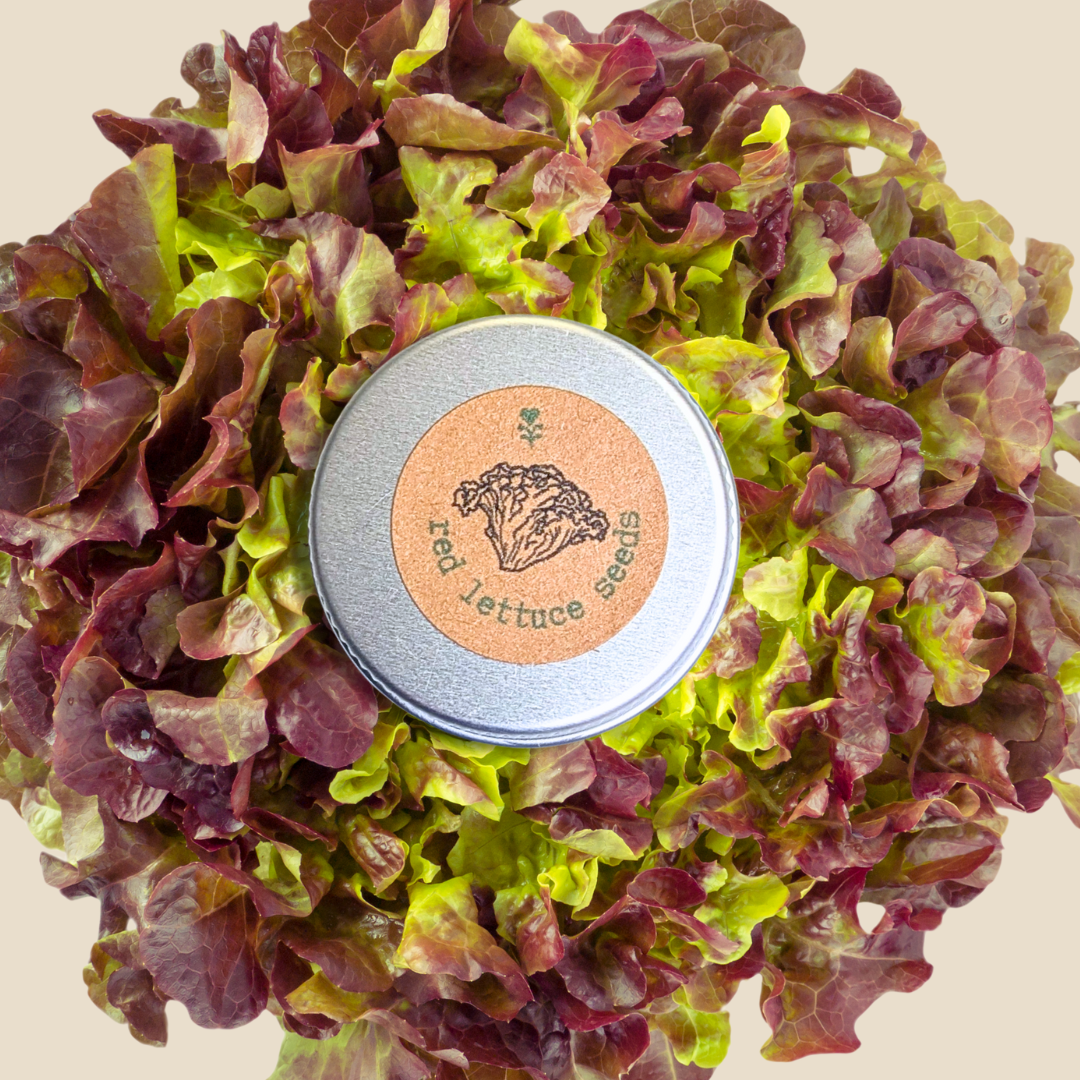 Tin of red lettuce seeds surrounded by red and green lettuce leaves on a beige background