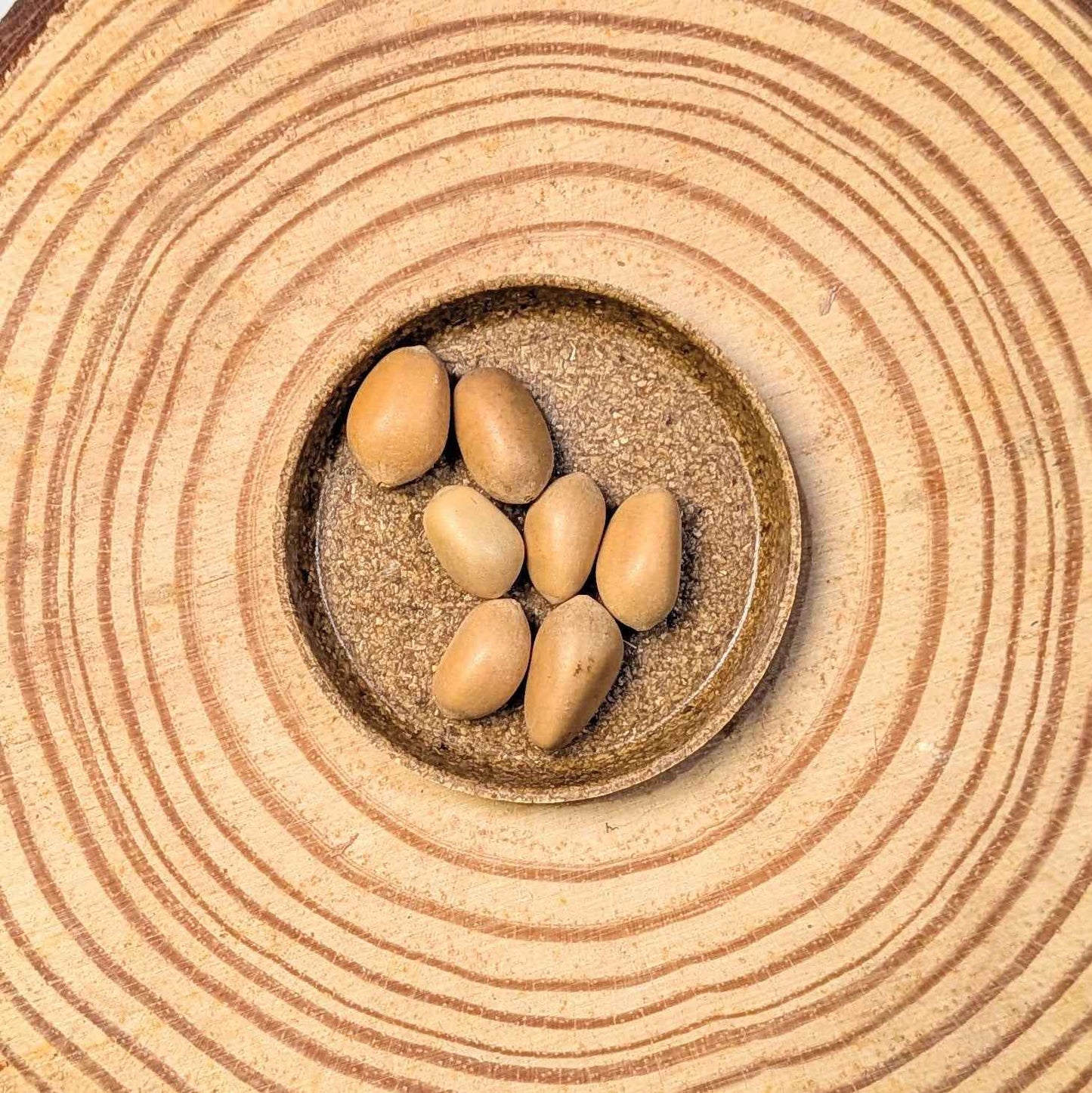 Zamia Furfuracea 'Cardboard Palm' Seeds