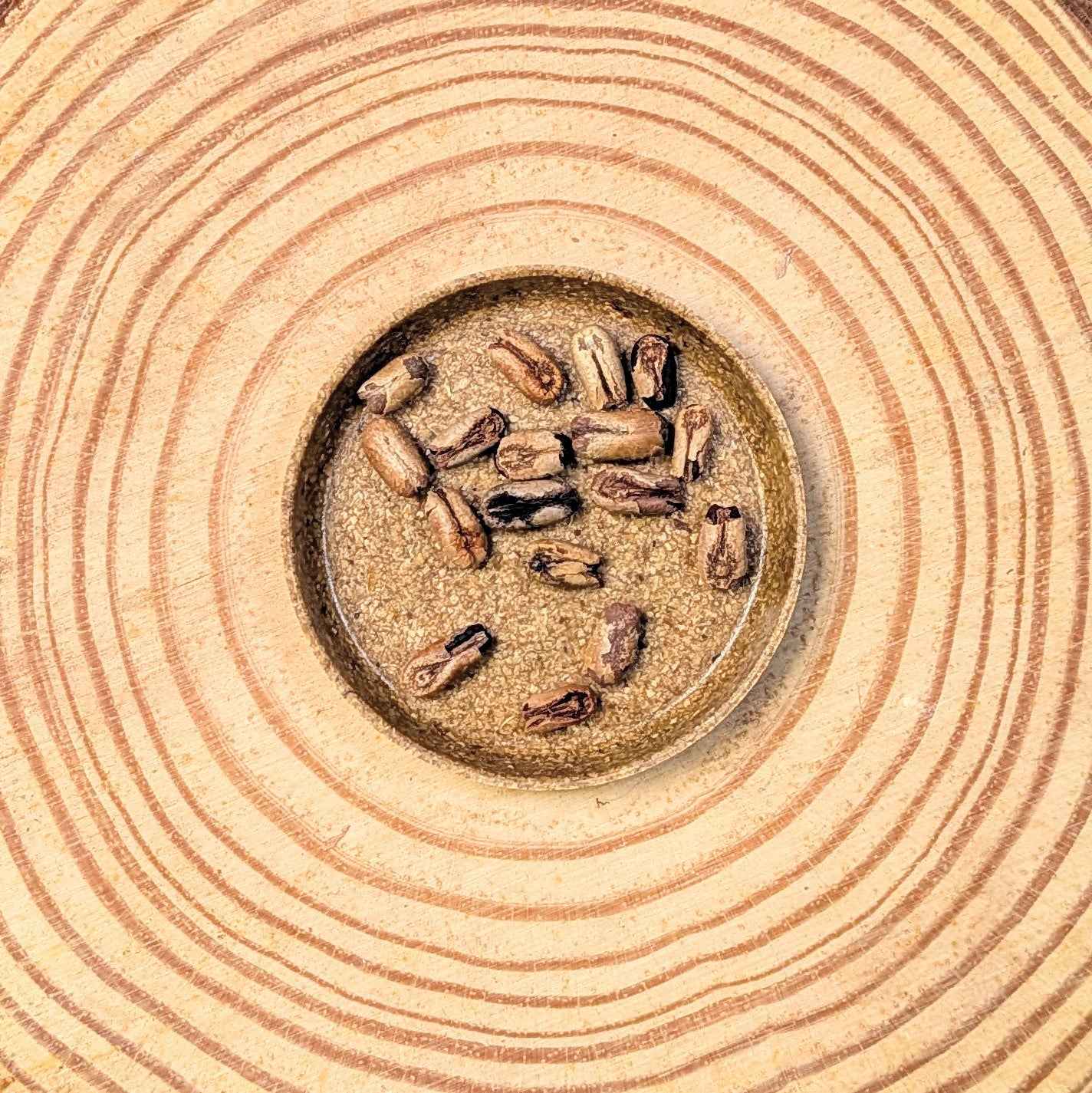 Phoenix Robelenii 'Pygmy Date Palm' Seeds