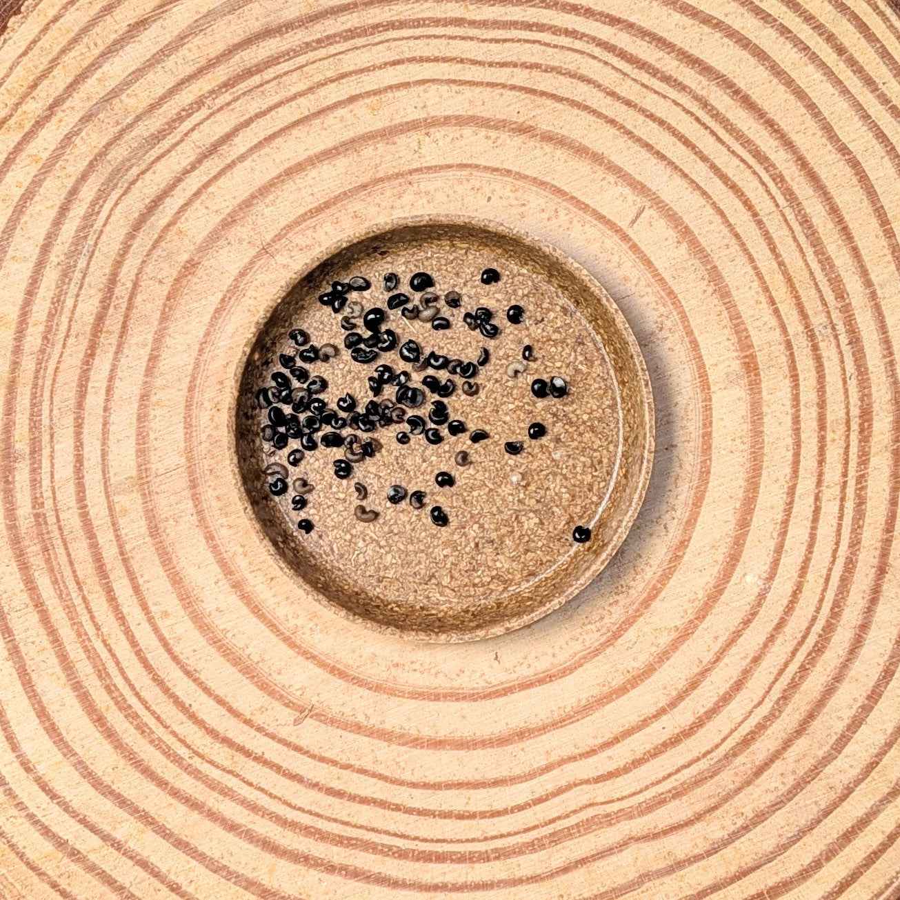 Dracaena Indivisa 'Spike' Seeds