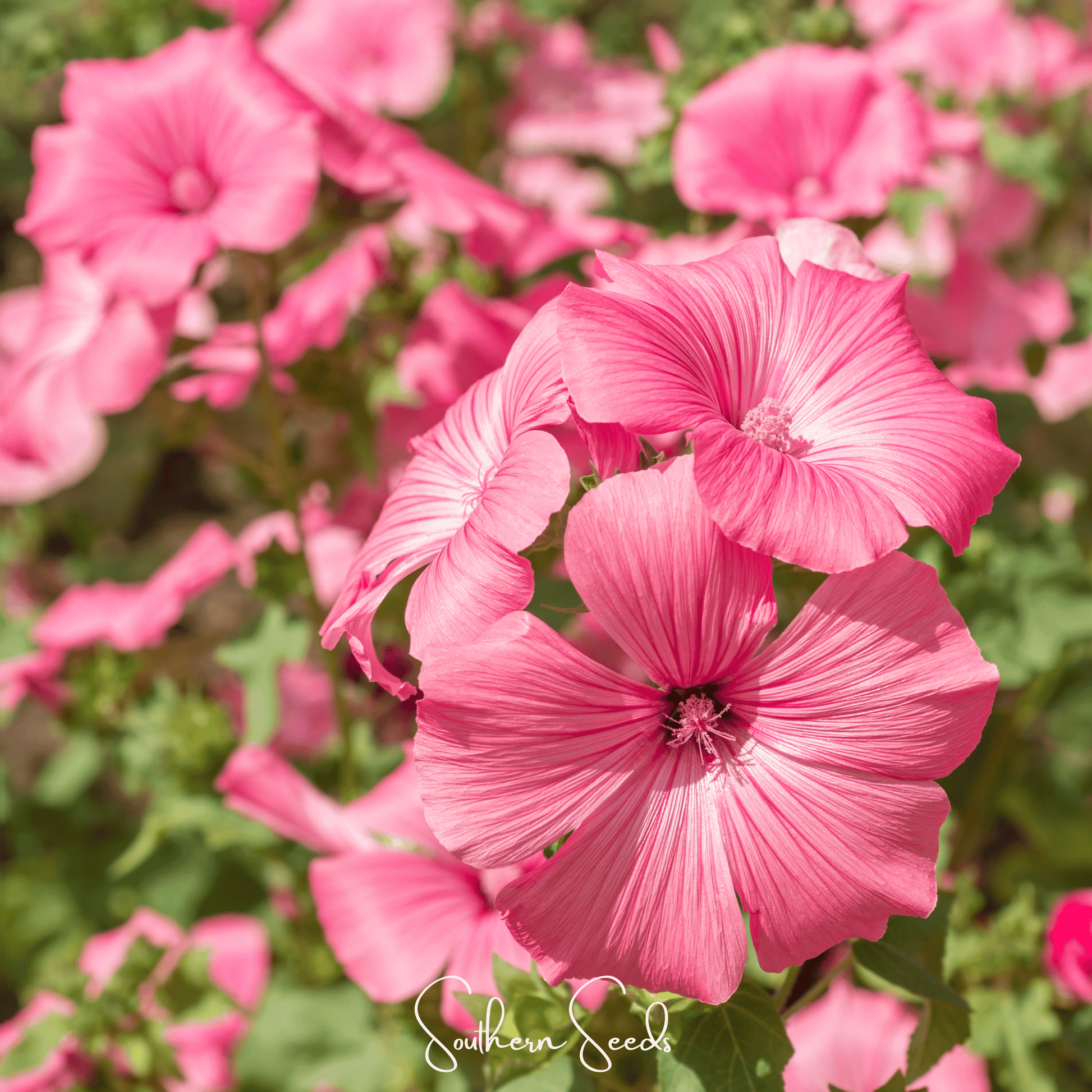 Close-up of pink  Rose Mallow flowers with a blurred background
