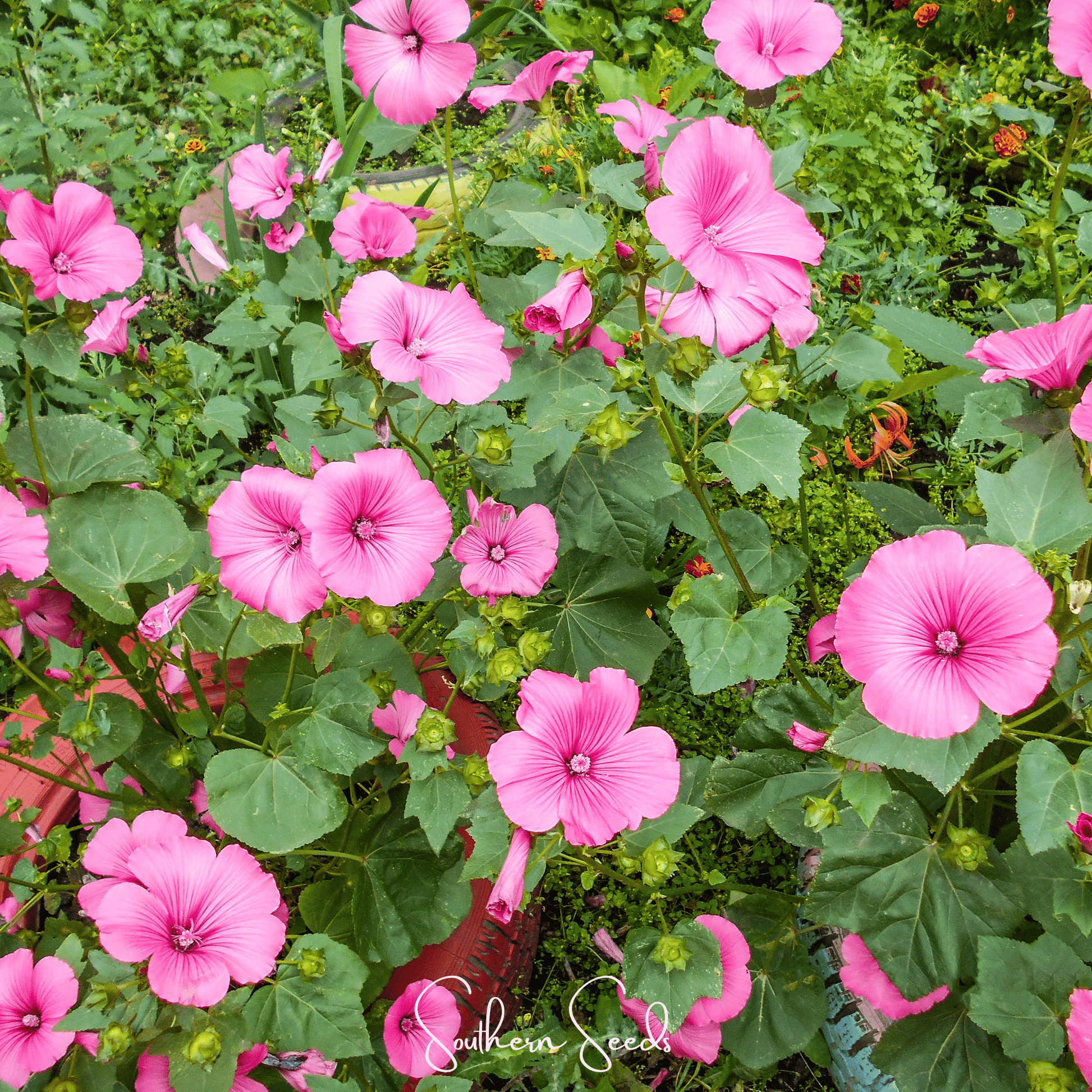  Rose Mallow Pink flowers with green leaves in a garden setting, featuring 'Southern Seeds' branding.