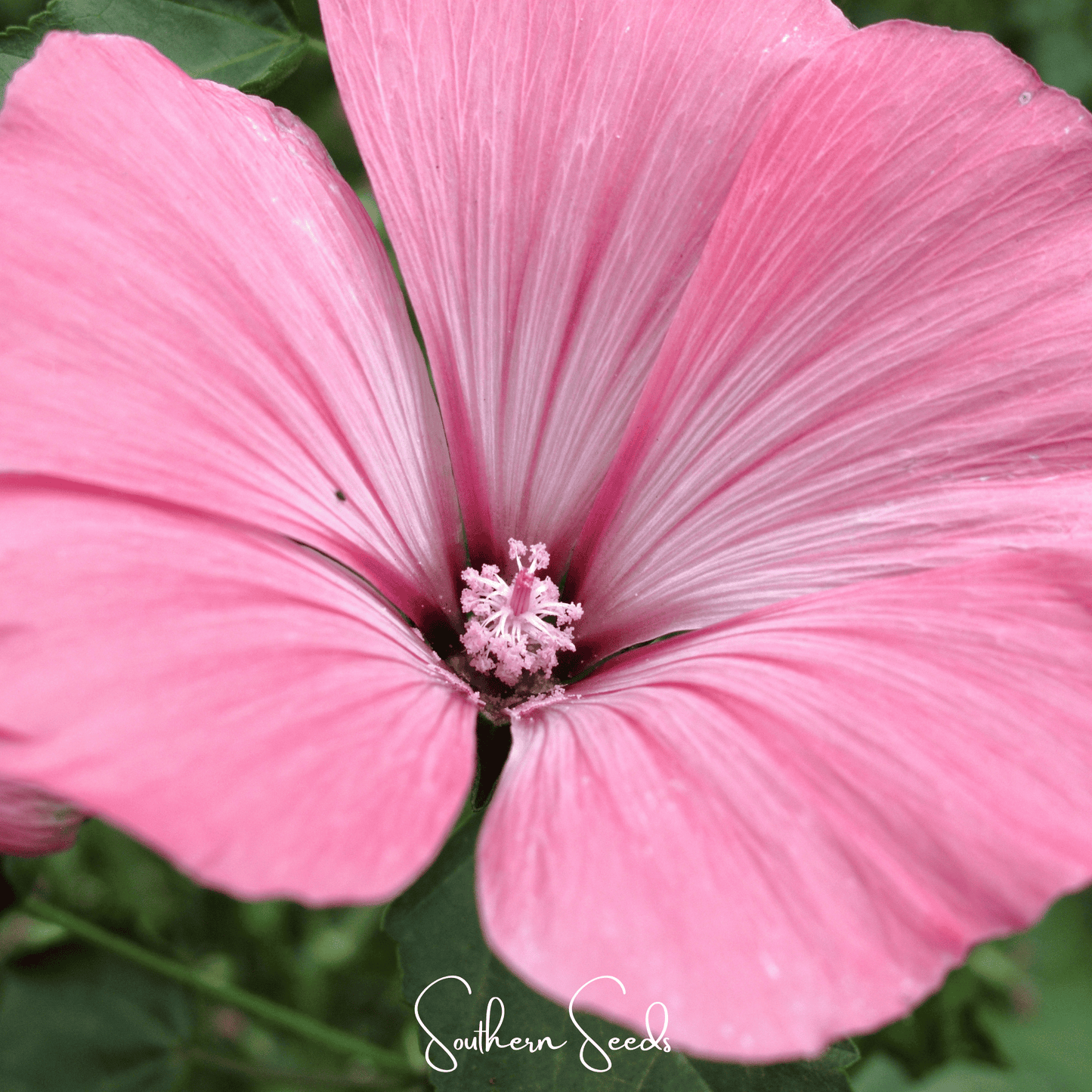 Close-up of a pink  Rose Mallow flower with 'Southern Seed' branding.