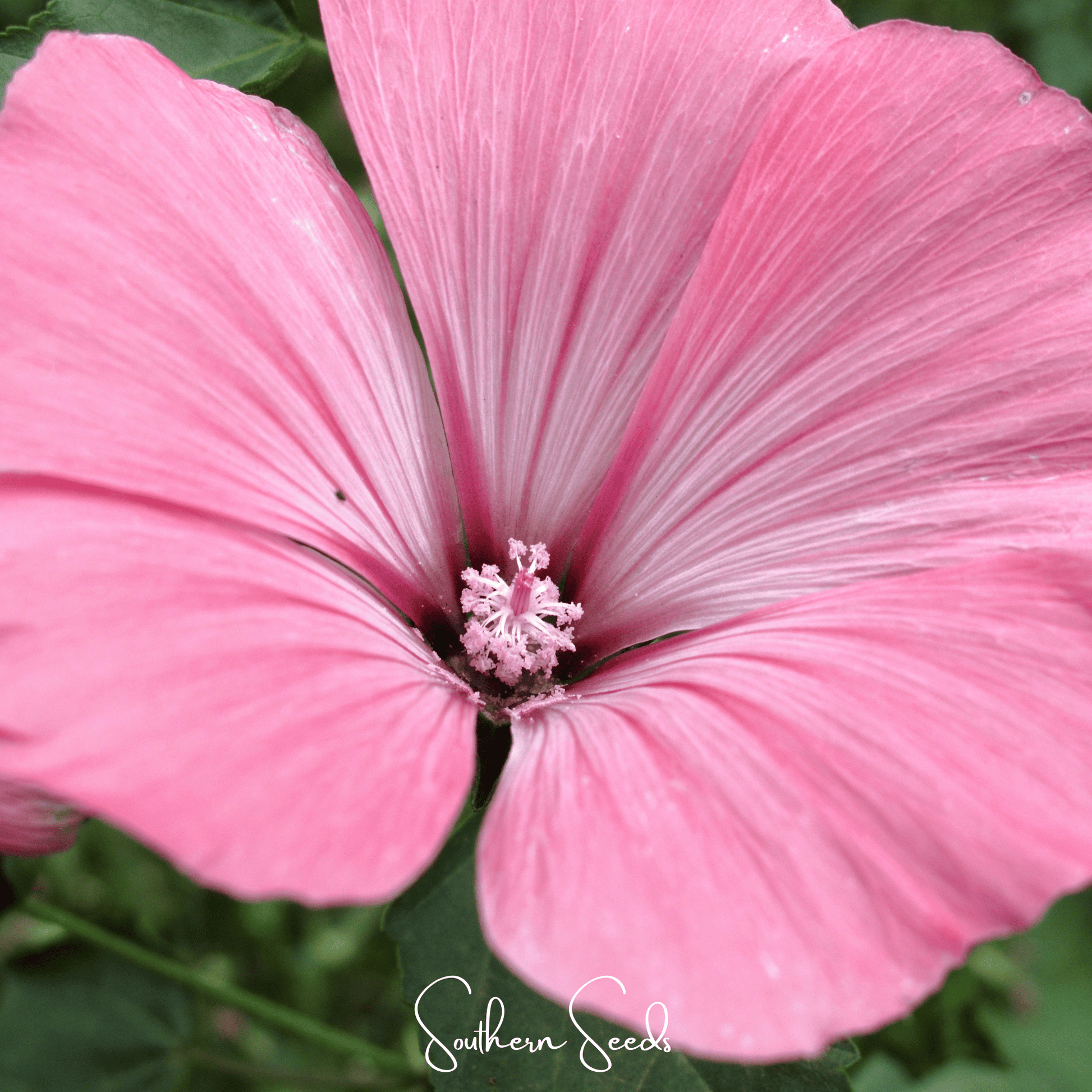 Close-up of a pink  Rose Mallow flower with 'Southern Seed' branding.