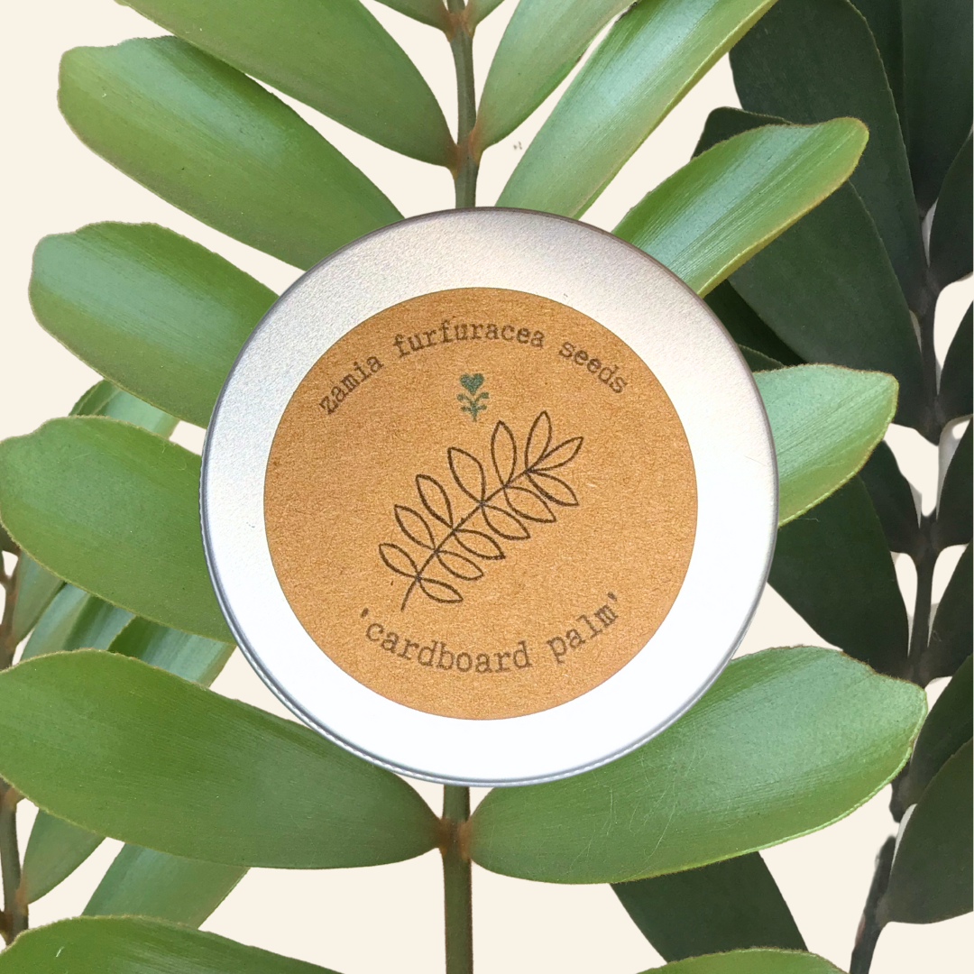 Zamia Furfuracea 'Cardboard Palm' Seeds