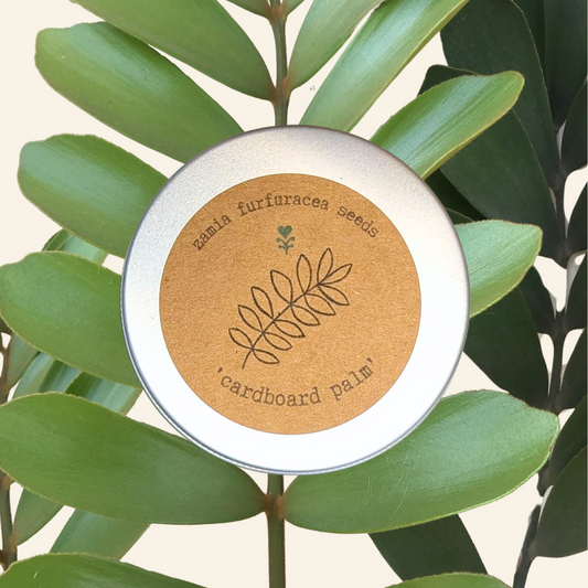 Zamia Furfuracea 'Cardboard Palm' Seeds