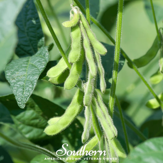 Green soybean pods on a plant with 'Southern' branding.
