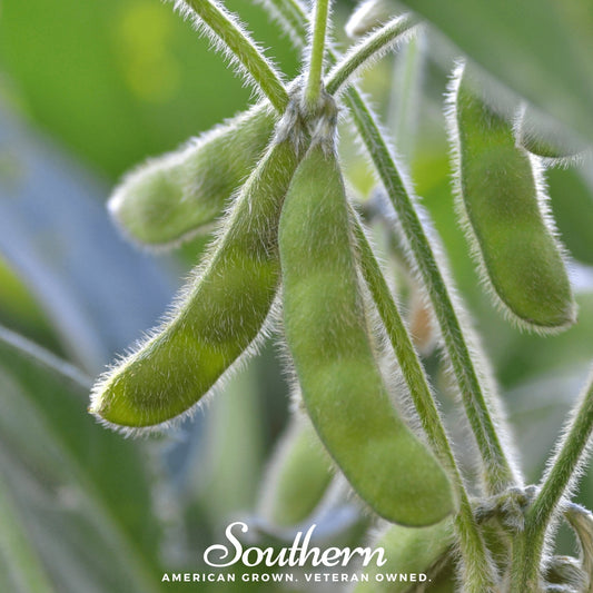 Close-up of green soybeans on a plant with 'Southern' branding.