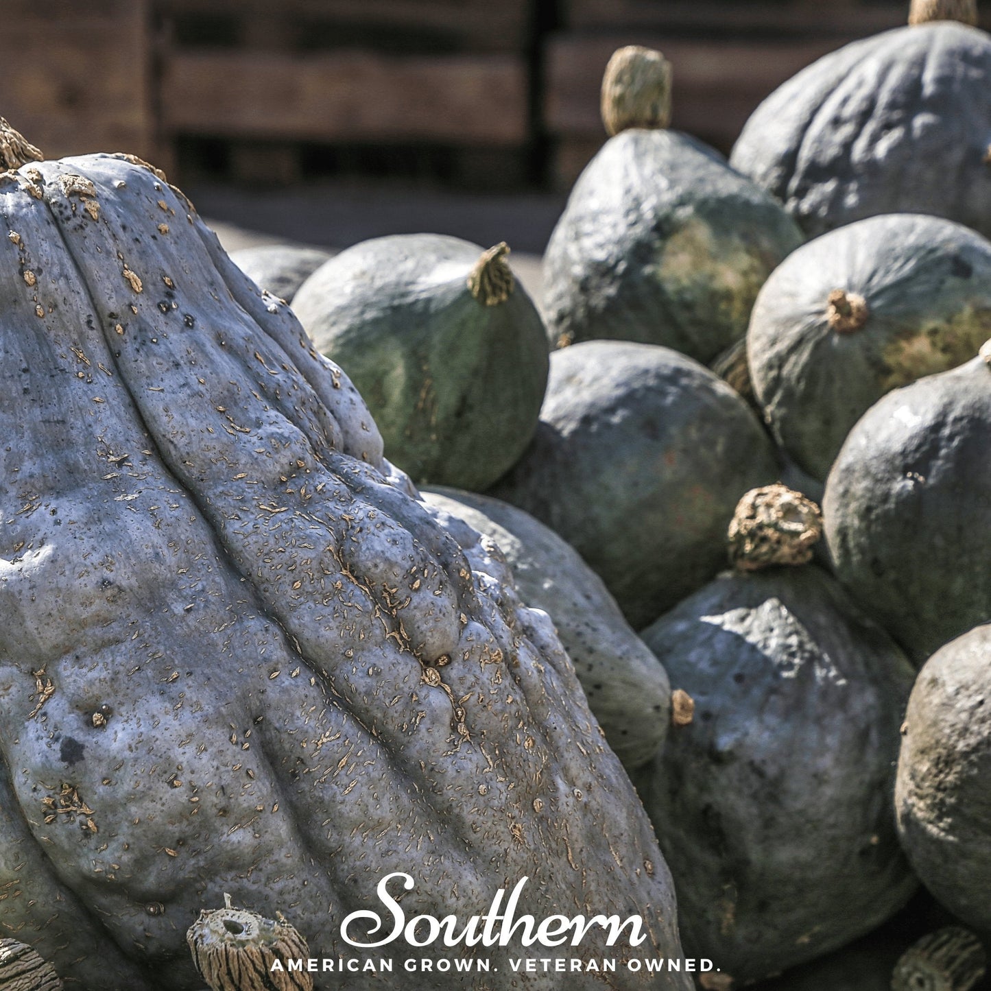 Blue Hubbard Winter Squash – 20 Seeds