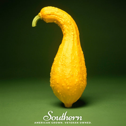 Yellow squash on a green background with 'Southern' branding.