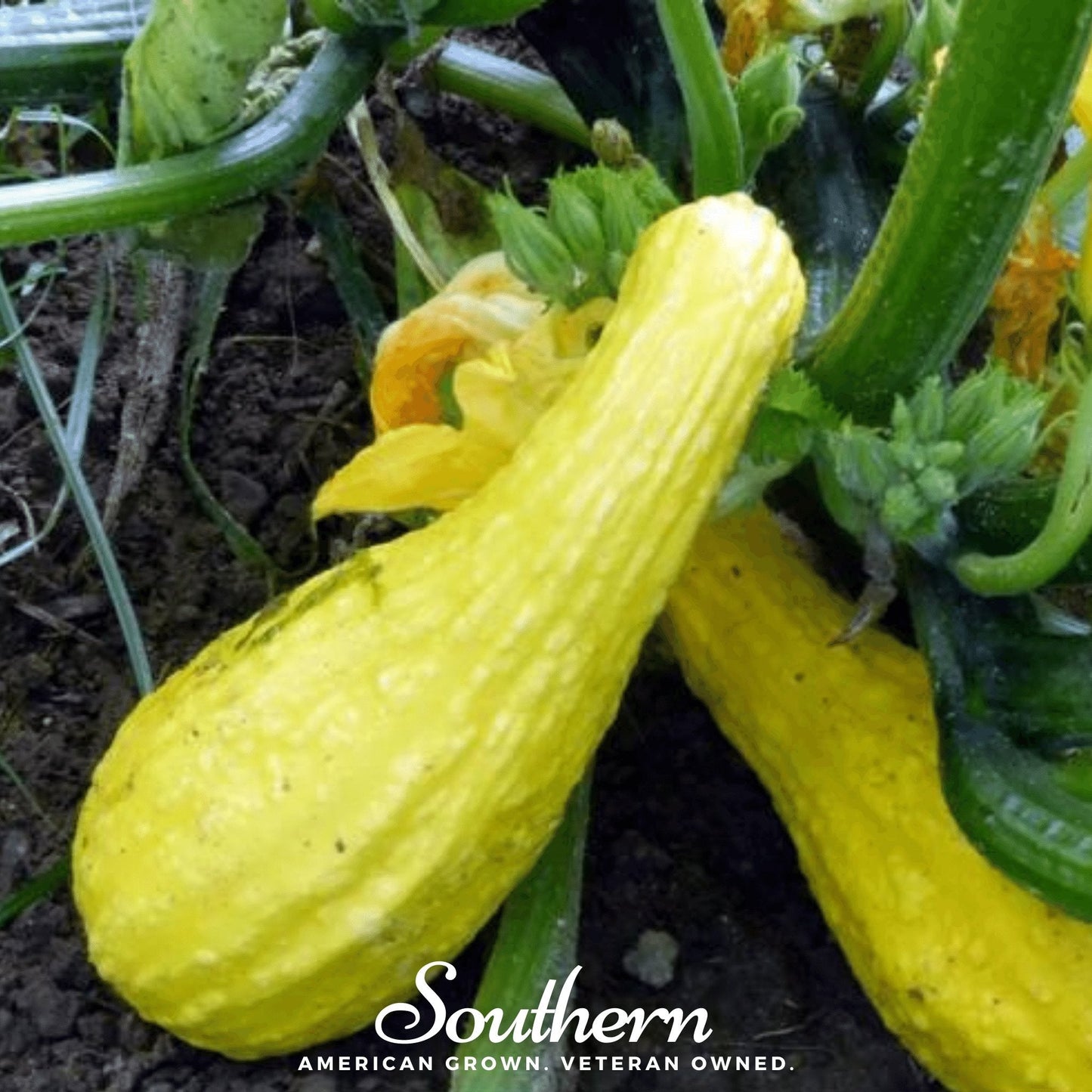 Yellow squash growing in a garden with 'Southern' branding.