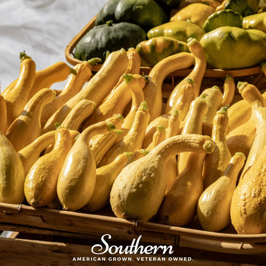 Basket of yellow squash with green pumpkins in the background, featuring 'Southern' brand text.