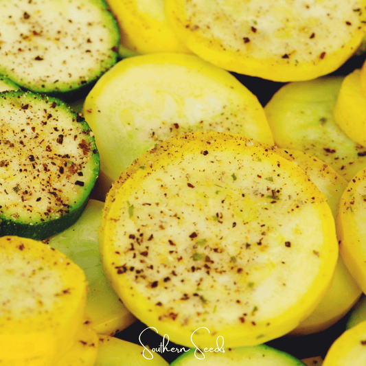 Early Prolific Straightneck Squash – 50 Seeds