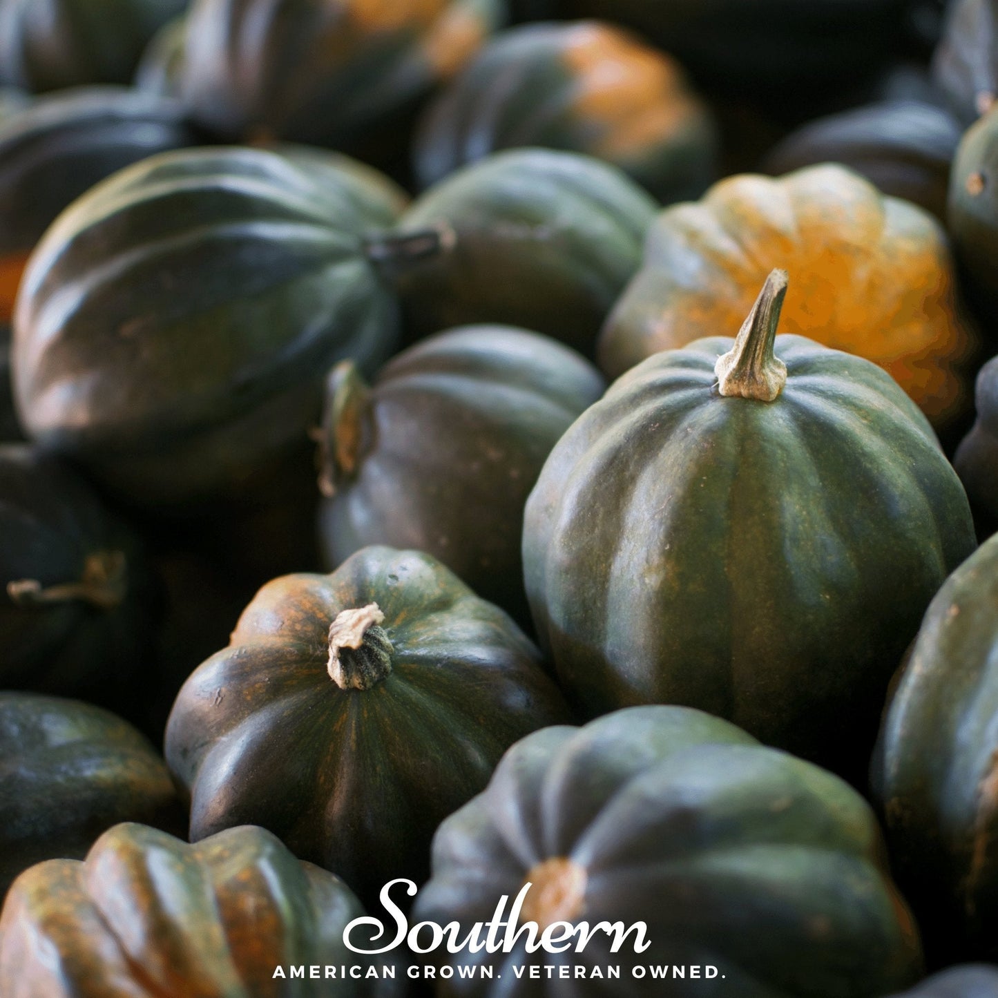 Close-up of green acorn squash with 'Southern' brand logo.