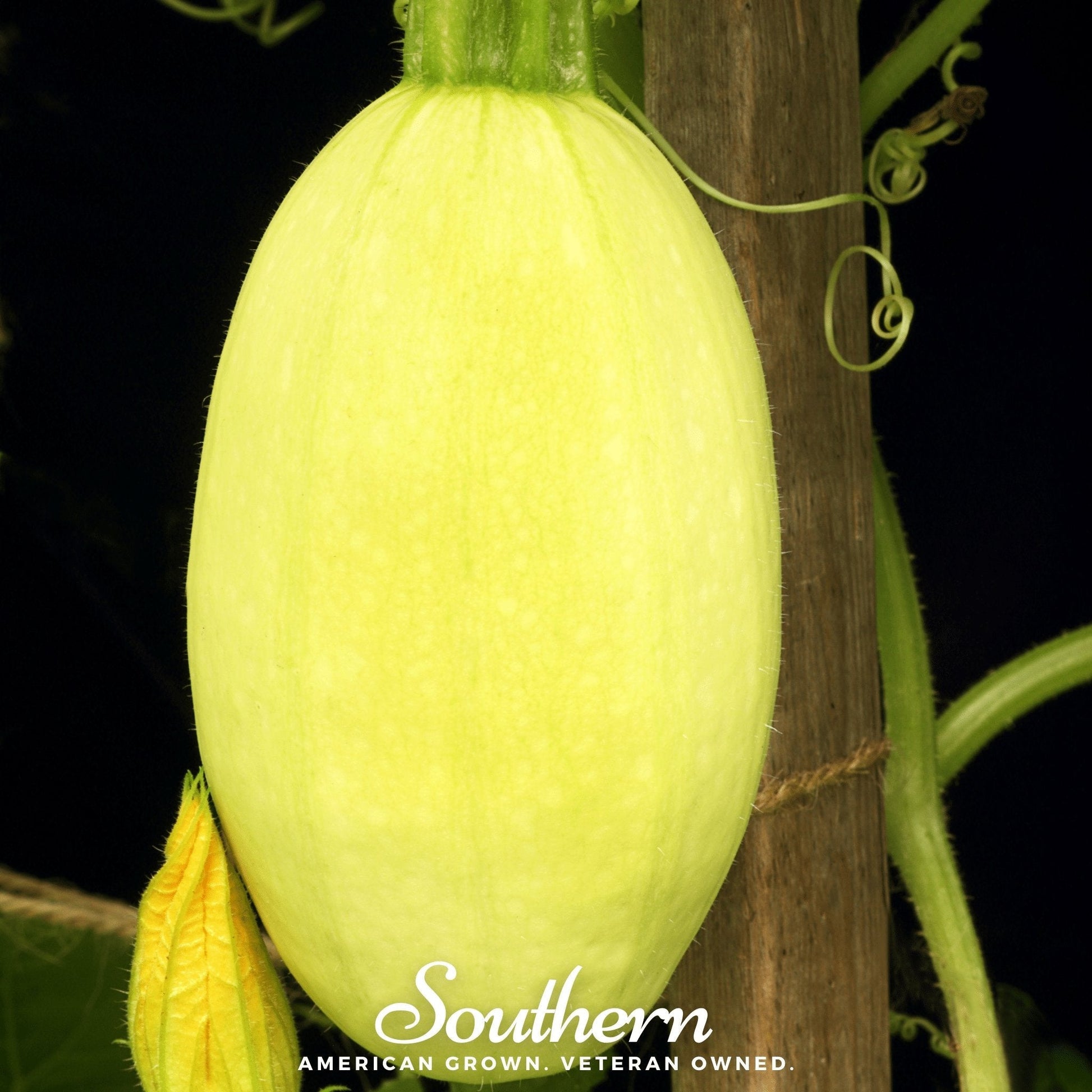 Yellow squash hanging from a vine with a dark background