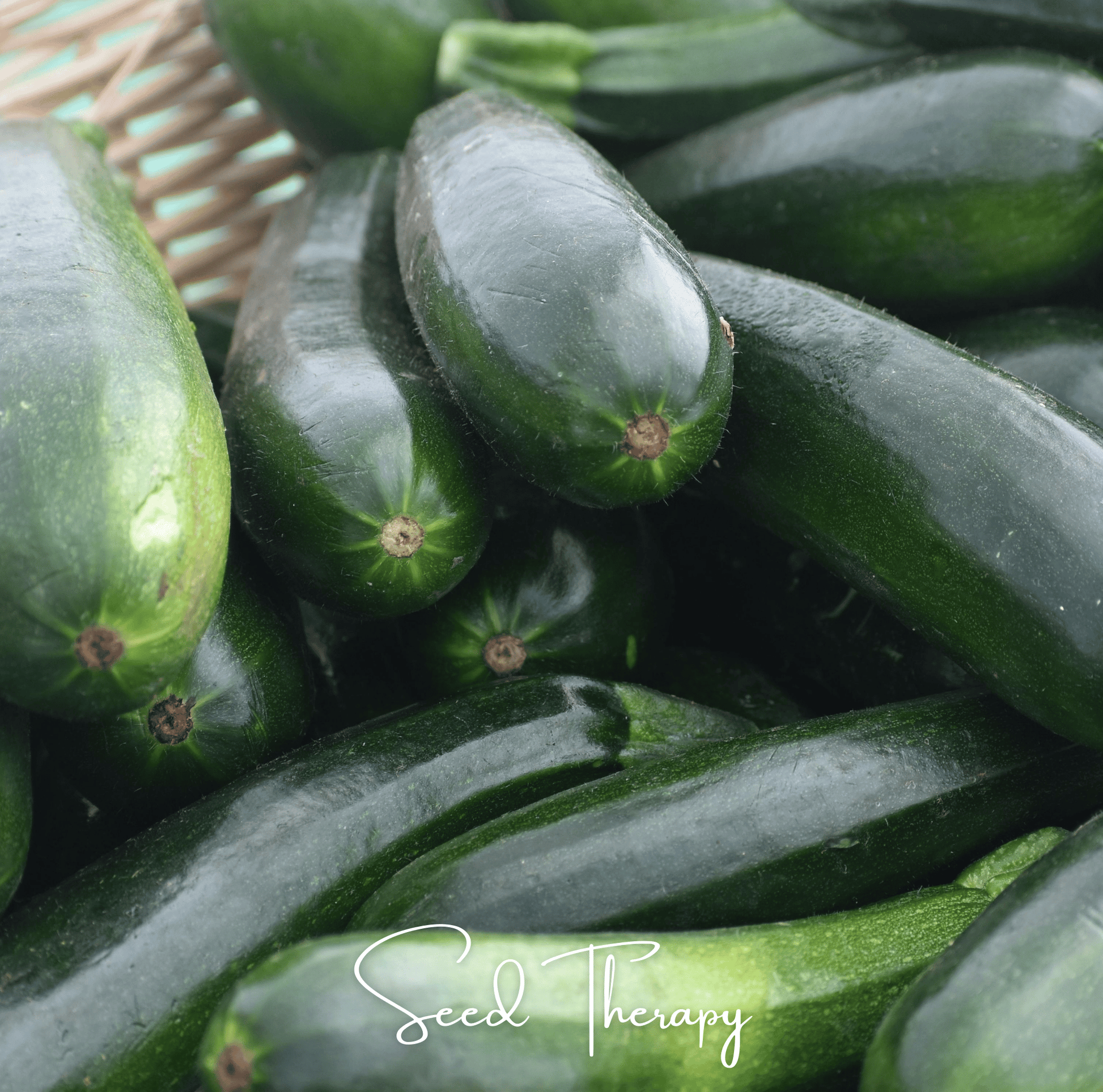 Close-up of green zucchini with 'Seed Therapy' branding