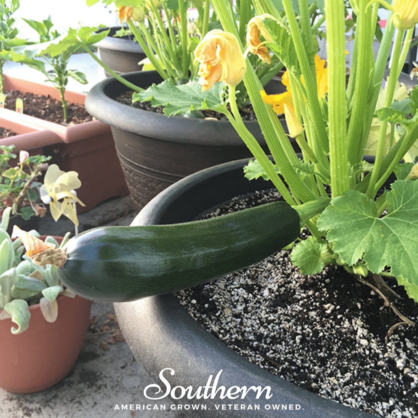 Zucchini growing in a pot with other plants, featuring the 'Southern' brand.