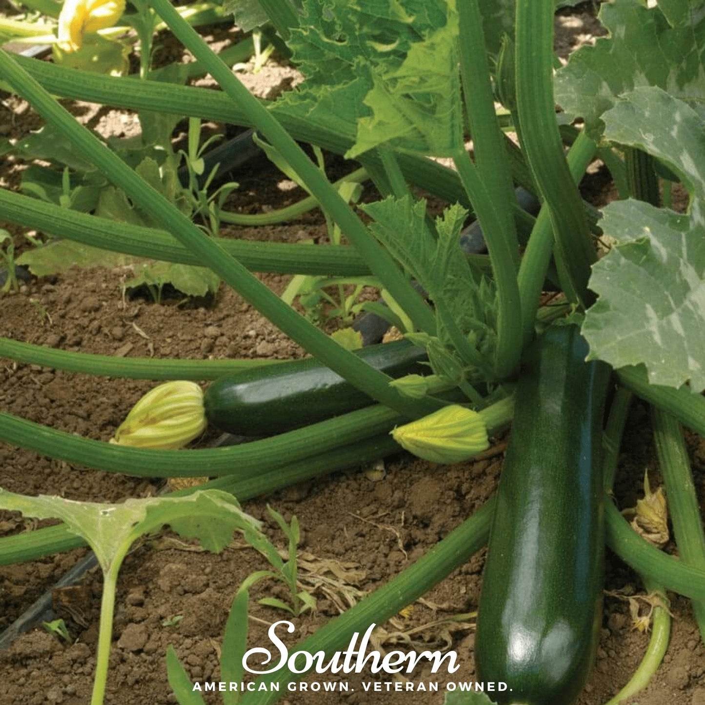 Zucchini plant with green zucchinis and leaves in a garden, featuring 'Southern' brand.
