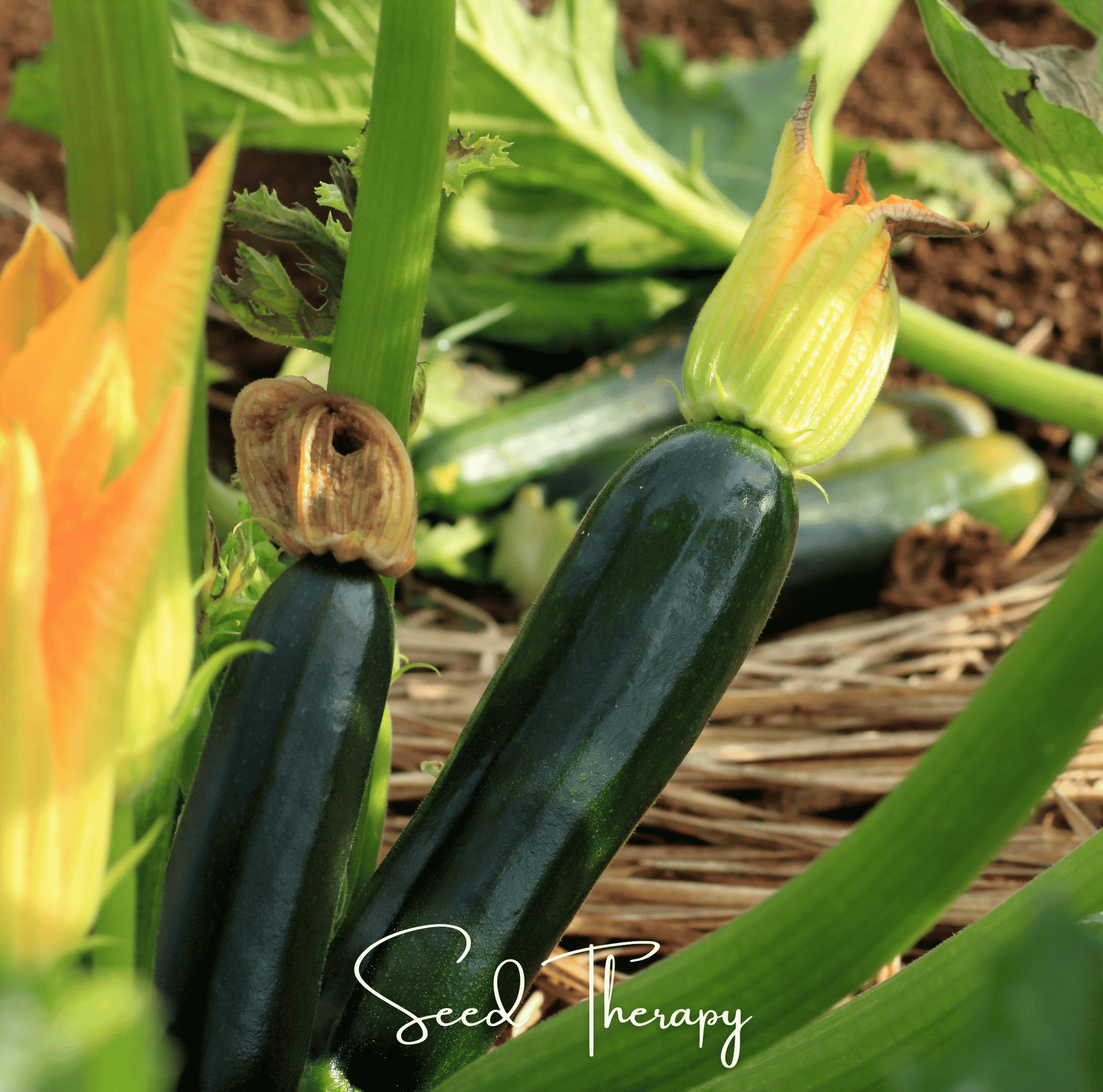 Zucchini growing in a garden with green leaves and orange flowers, featuring the brand 'Seed Therapy'.